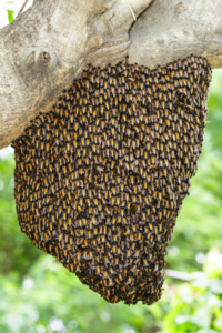 Essaims d'abeilles